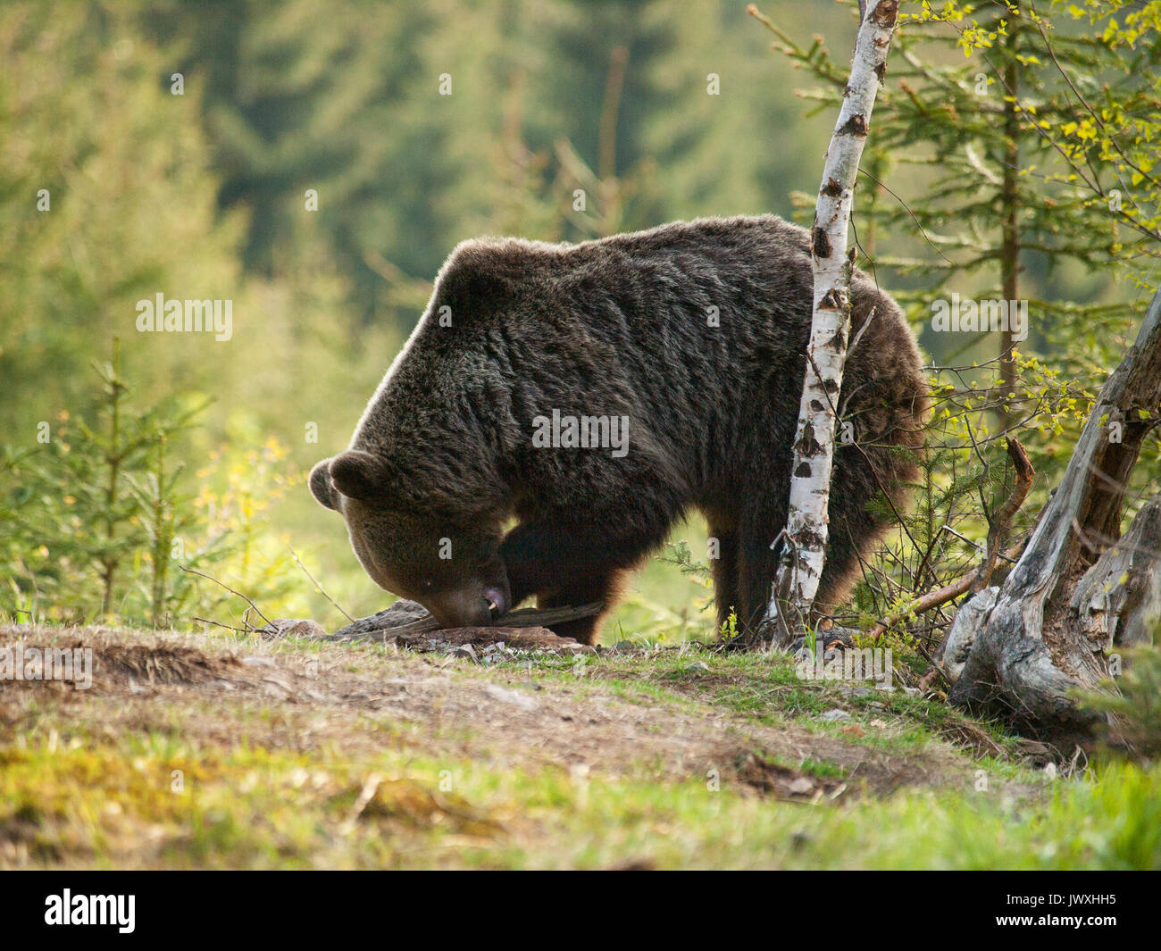 Eurasian orso bruno - Ursus attore attore cercando foe qualcosa da mangiare Foto Stock