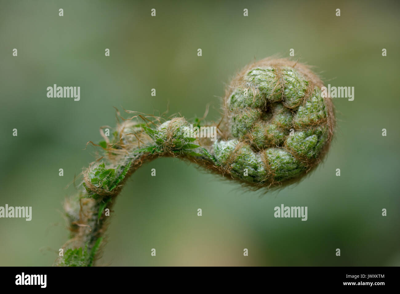 Nuovo frond di Polystichum polyblepharum fern con un morbido sfondo bokeh di fondo Foto Stock