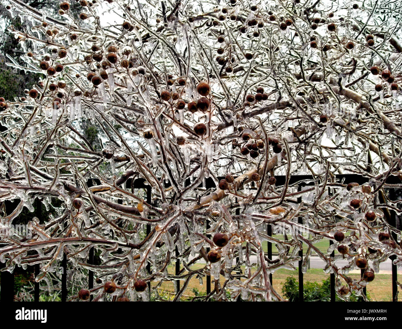 Arricciato rami di mirto e baccelli di semi sono rivestite con il ghiaccio da una tempesta di neve. Foto Stock