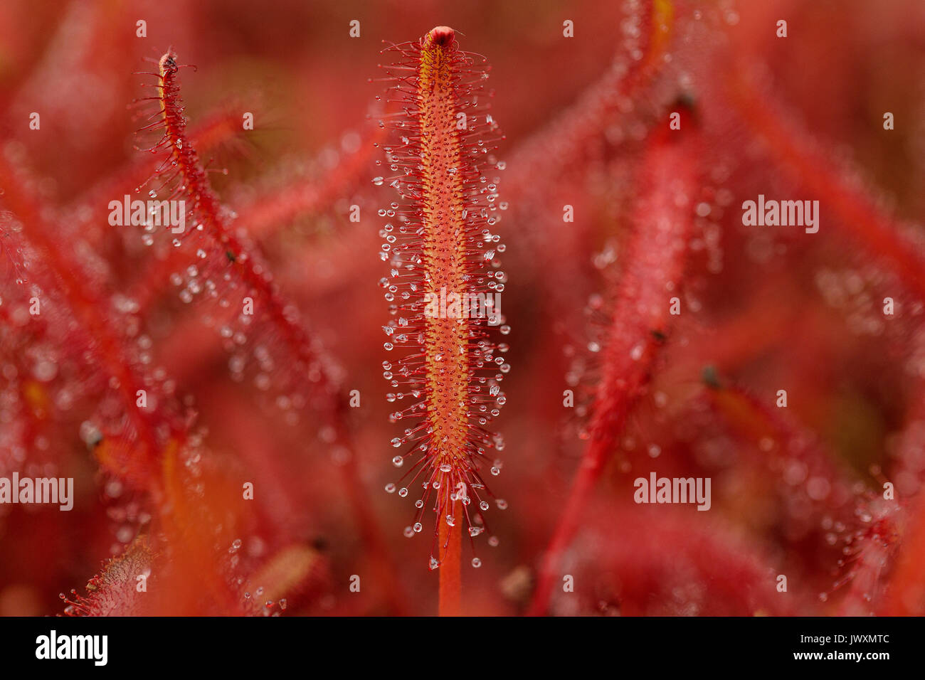 La fotografia macro di una Drosera binata pianta carnivora Foto Stock