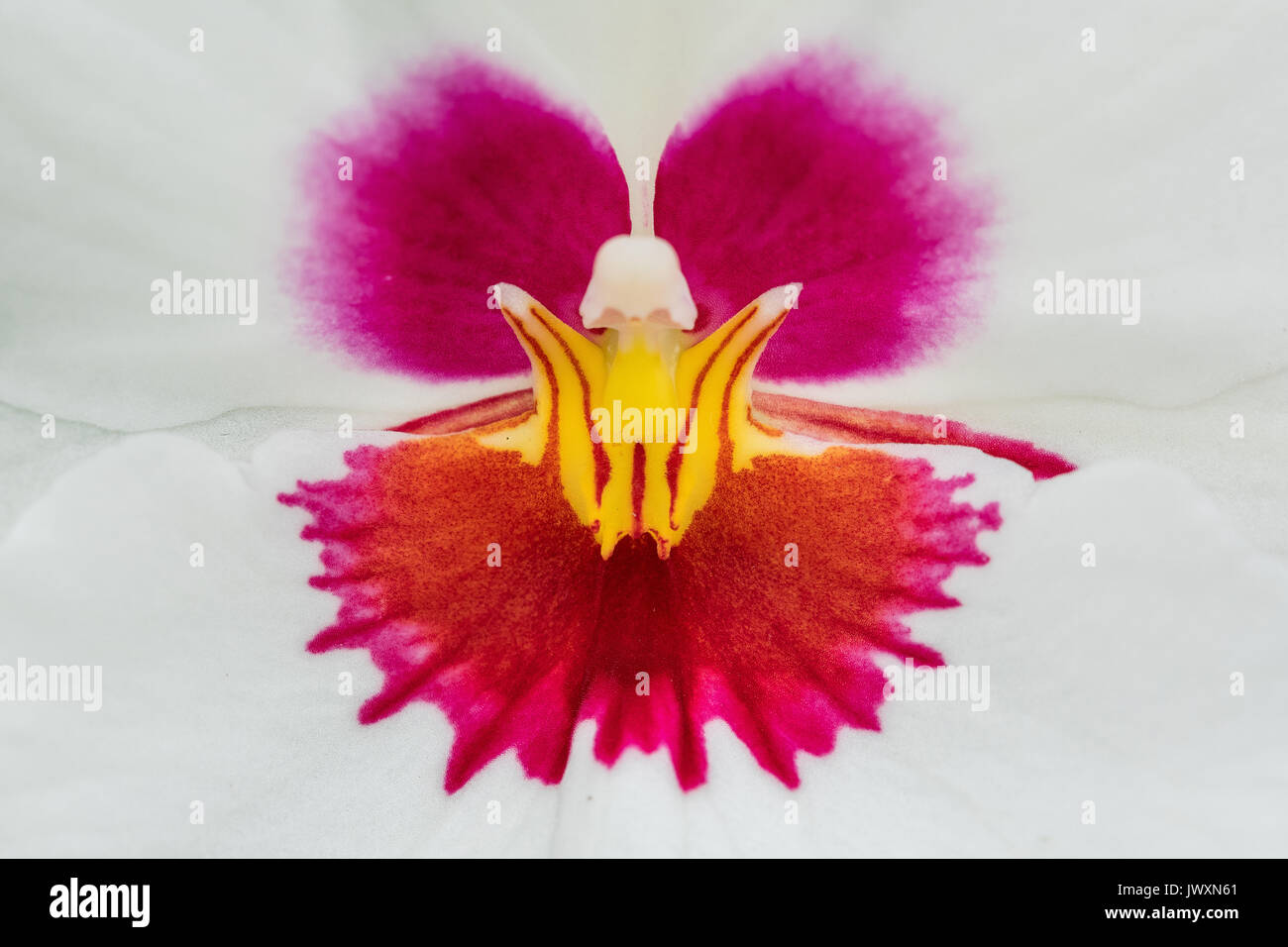 La fotografia macro di un fiore di orchidea Foto Stock