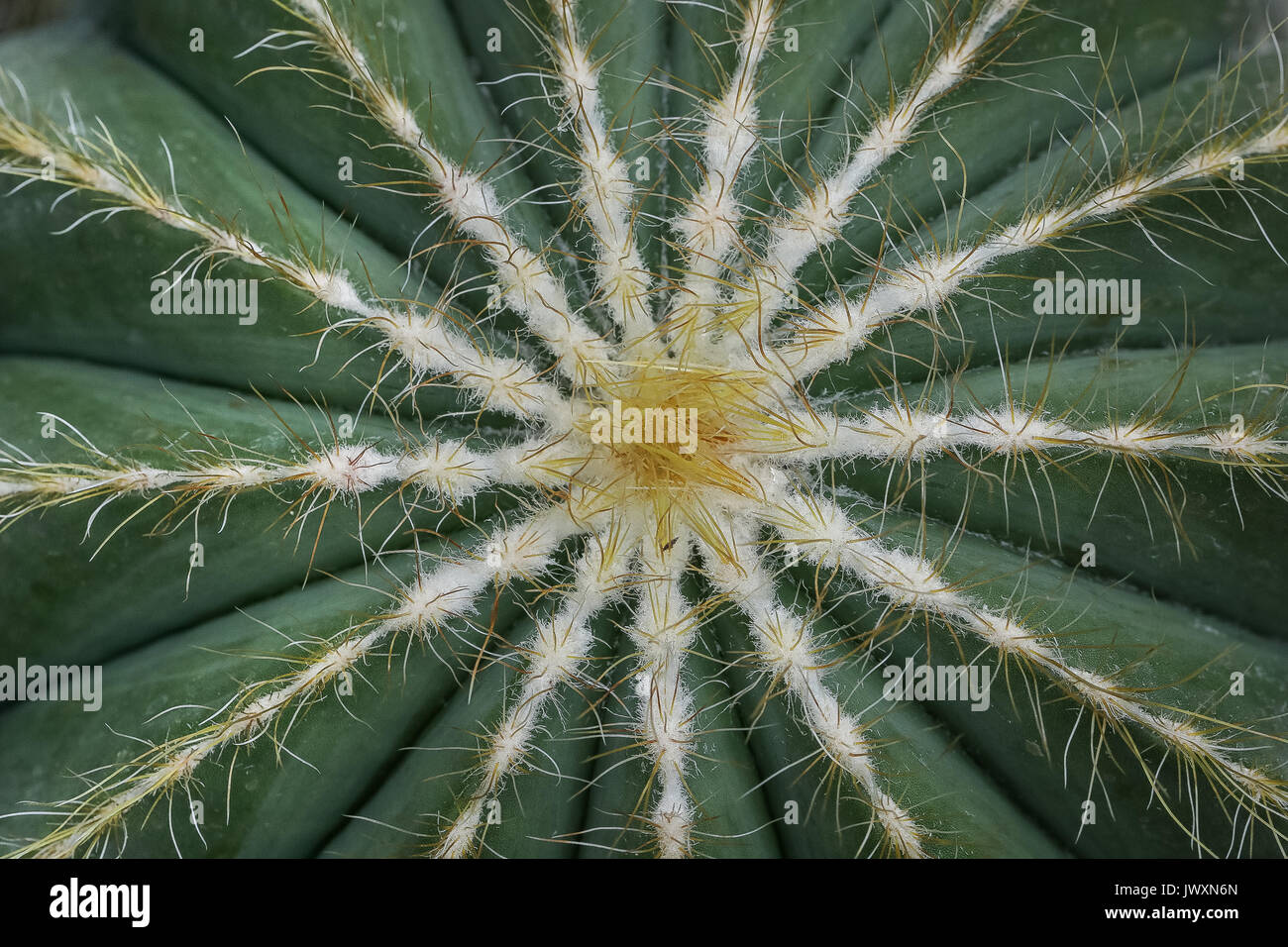 La fotografia macro di una pianta di cactus che mostra la sua simmetria Foto Stock