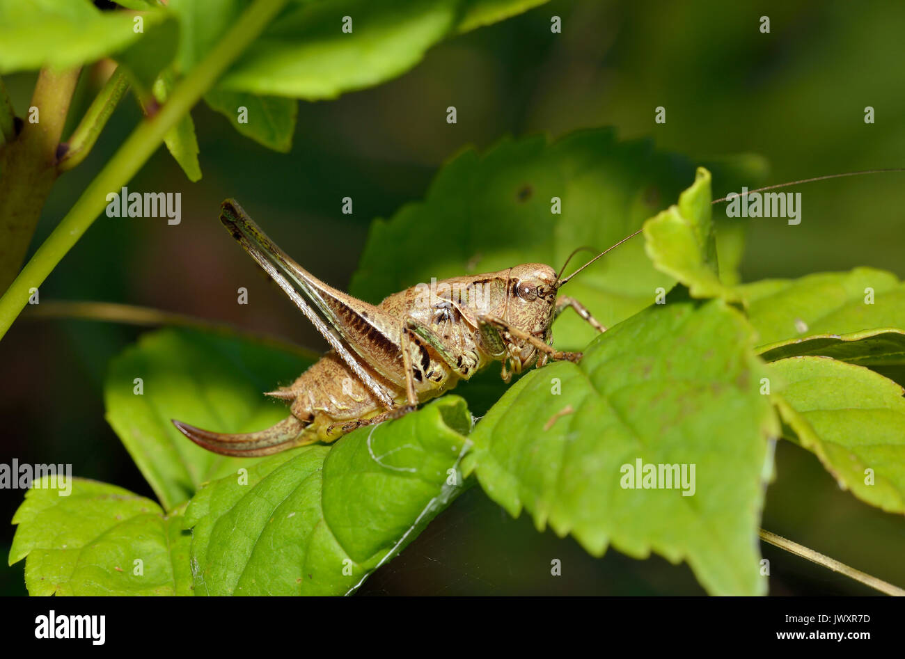 Dark Bush-cricket - Pholidoptera griseoaptera femmina sulle foglie Foto Stock