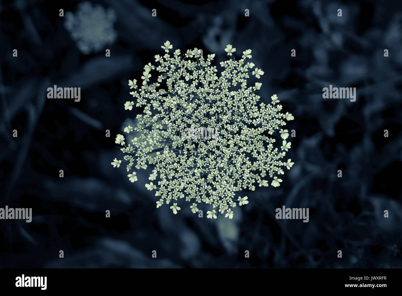 Il fiore della carota selvatica Daucus Carota Foto Stock