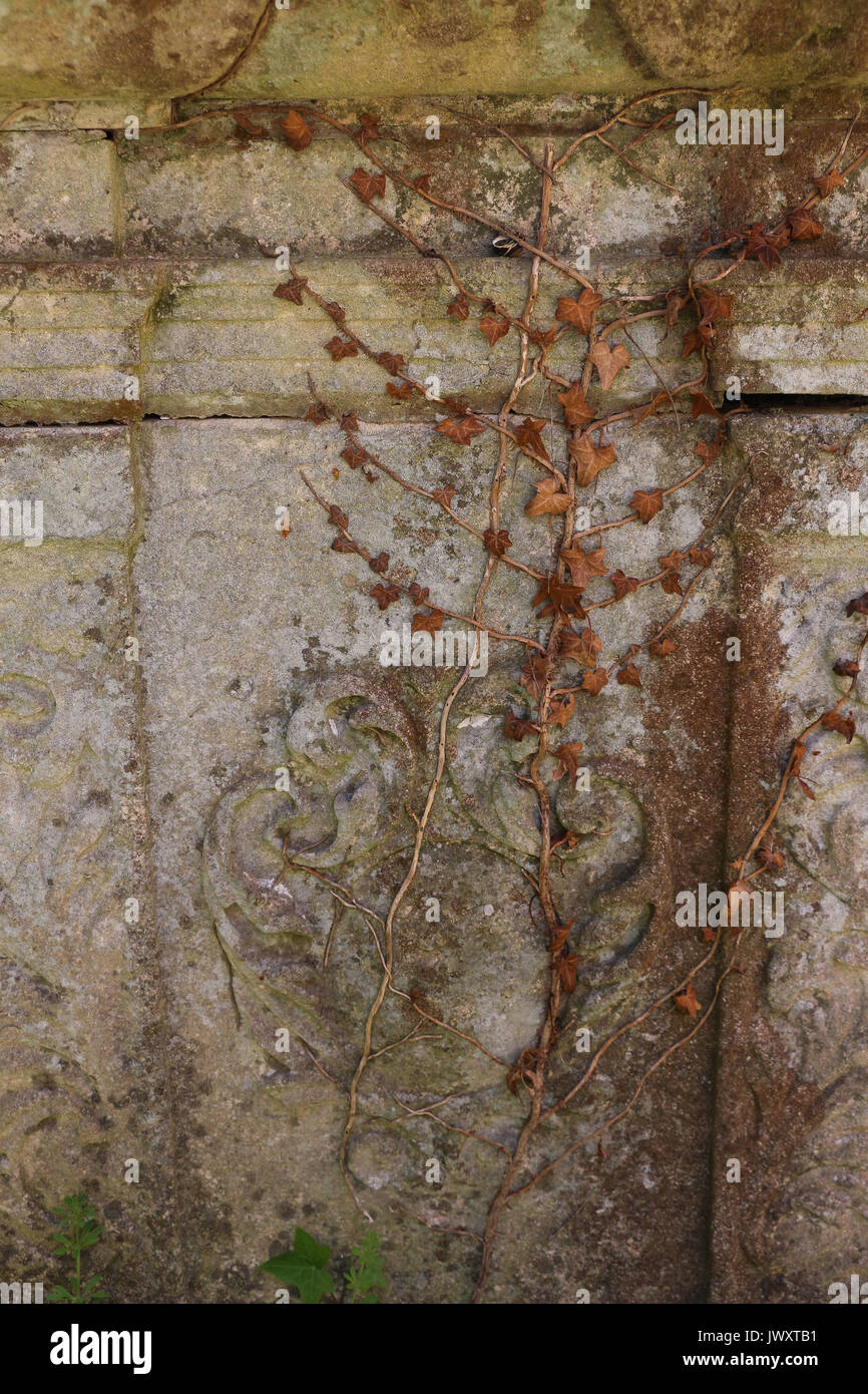 L'edera scalata verso il lato di un vecchio tavolo tomba è morto, lasciando un marrone scheletro ramificato in pietra grigia; i colori sono tenui e rilassanti. Foto Stock