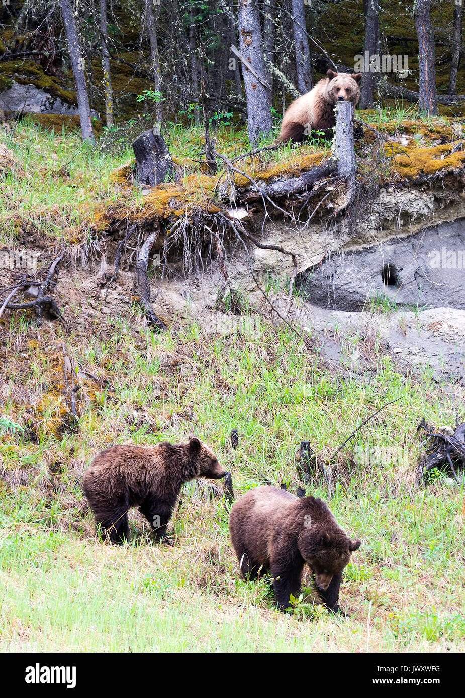 Una famiglia di orso bruno in una radura del bosco del Parco Nazionale di Jasper Alberta Canada Foto Stock