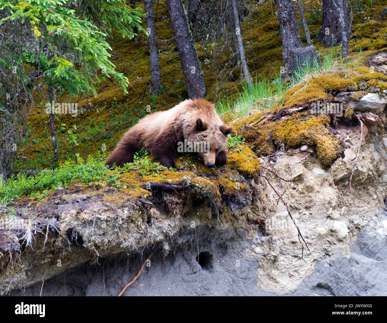 Un orso bruno in una zona boschiva nel Parco Nazionale di Jasper Alberta Canada Foto Stock