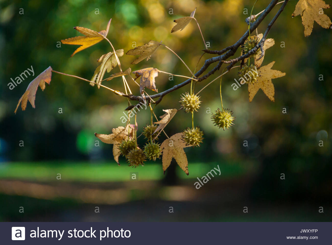 Sfondo di autunno Foto Stock