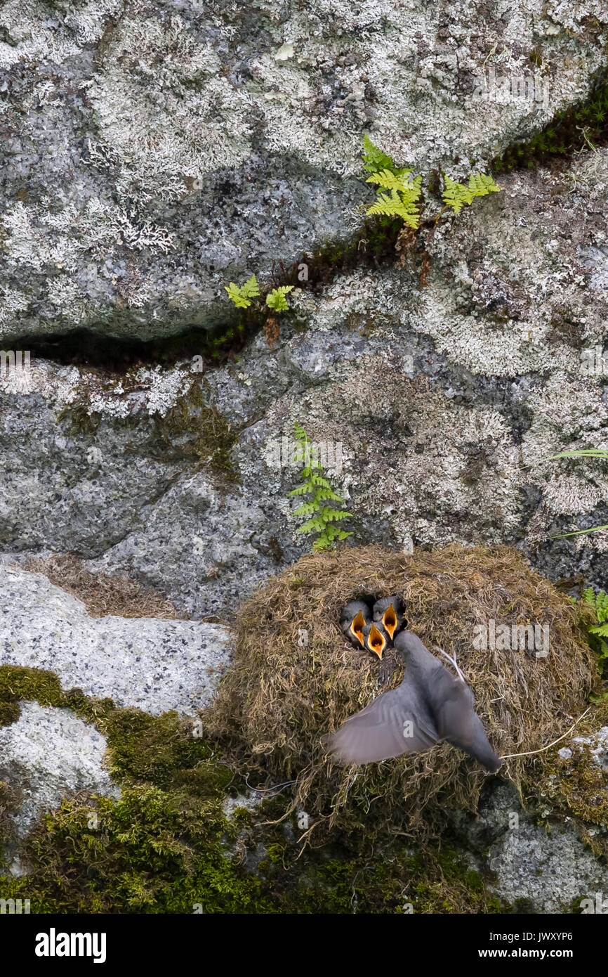 American bilanciere (Cinclus mexicanus) alimentare le sue tre giovani nel nido. Il nido si trova sul lato di una roccia che si trova nel mezzo di un fiume. Chilkoo Foto Stock