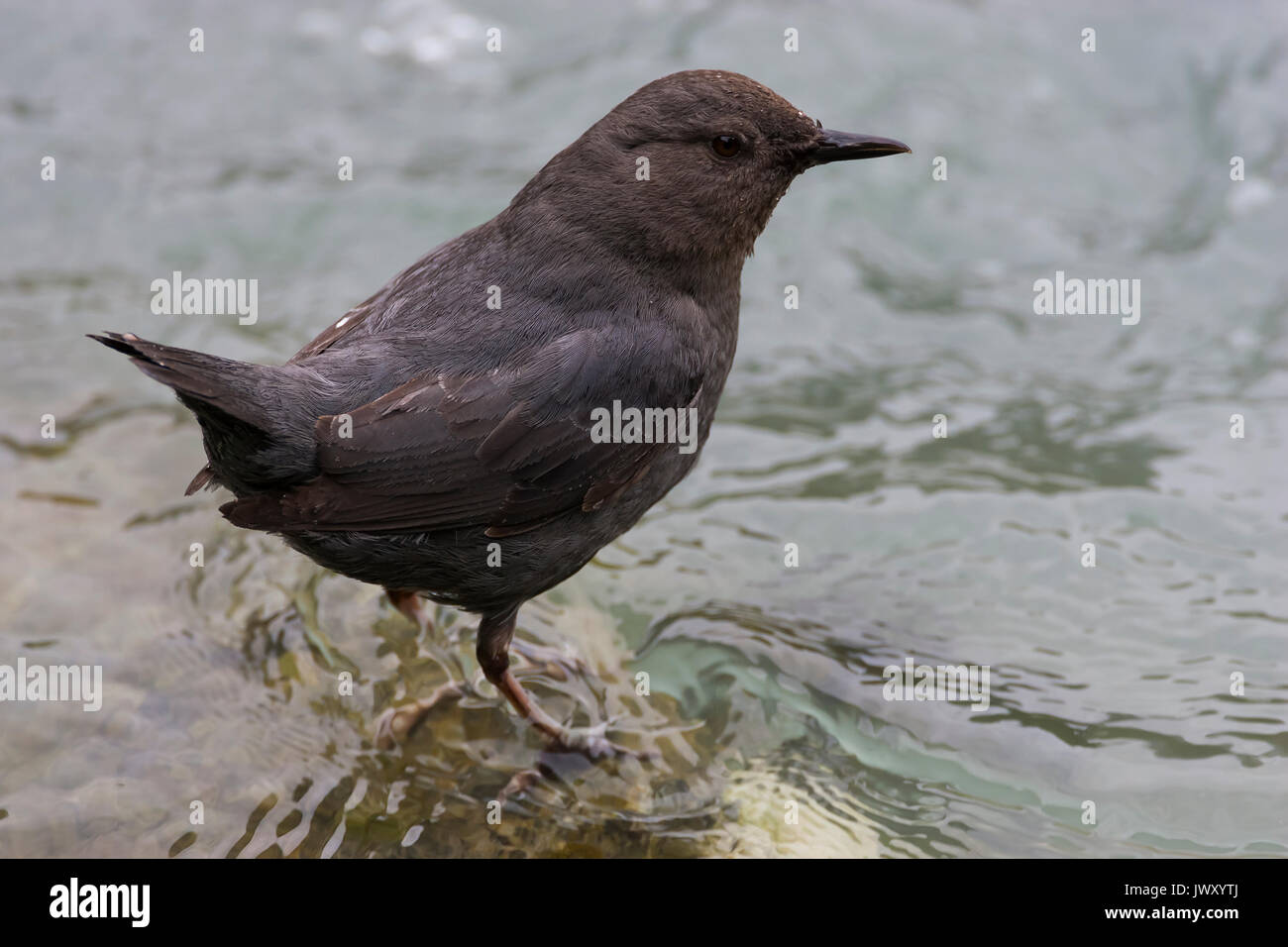 American bilanciere (Cinclus mexicanus) su una roccia in un fiume in cerca di cibo, Chilkoot Lake membro Recreation Site, Alaska Foto Stock