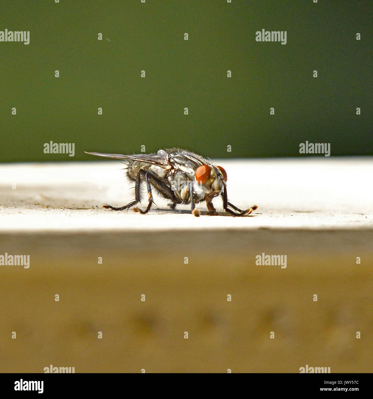 Una mosca di casa Foto Stock