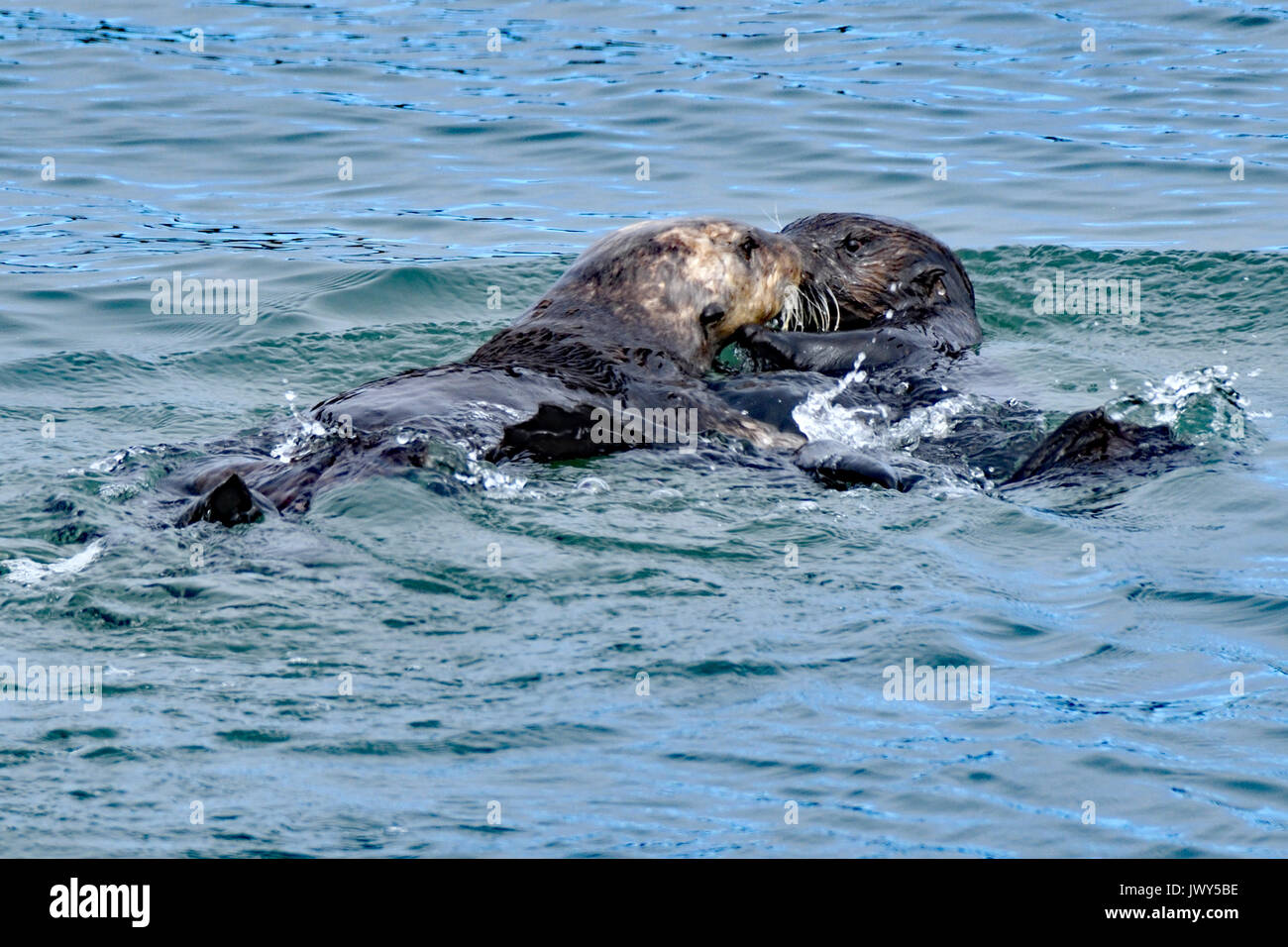 Una coppia di le lontre marine visualizzazione di amore e di amore con un bacio Foto Stock