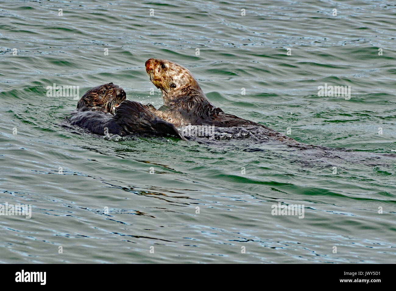 Lontre di mare che tiene le mani Foto Stock