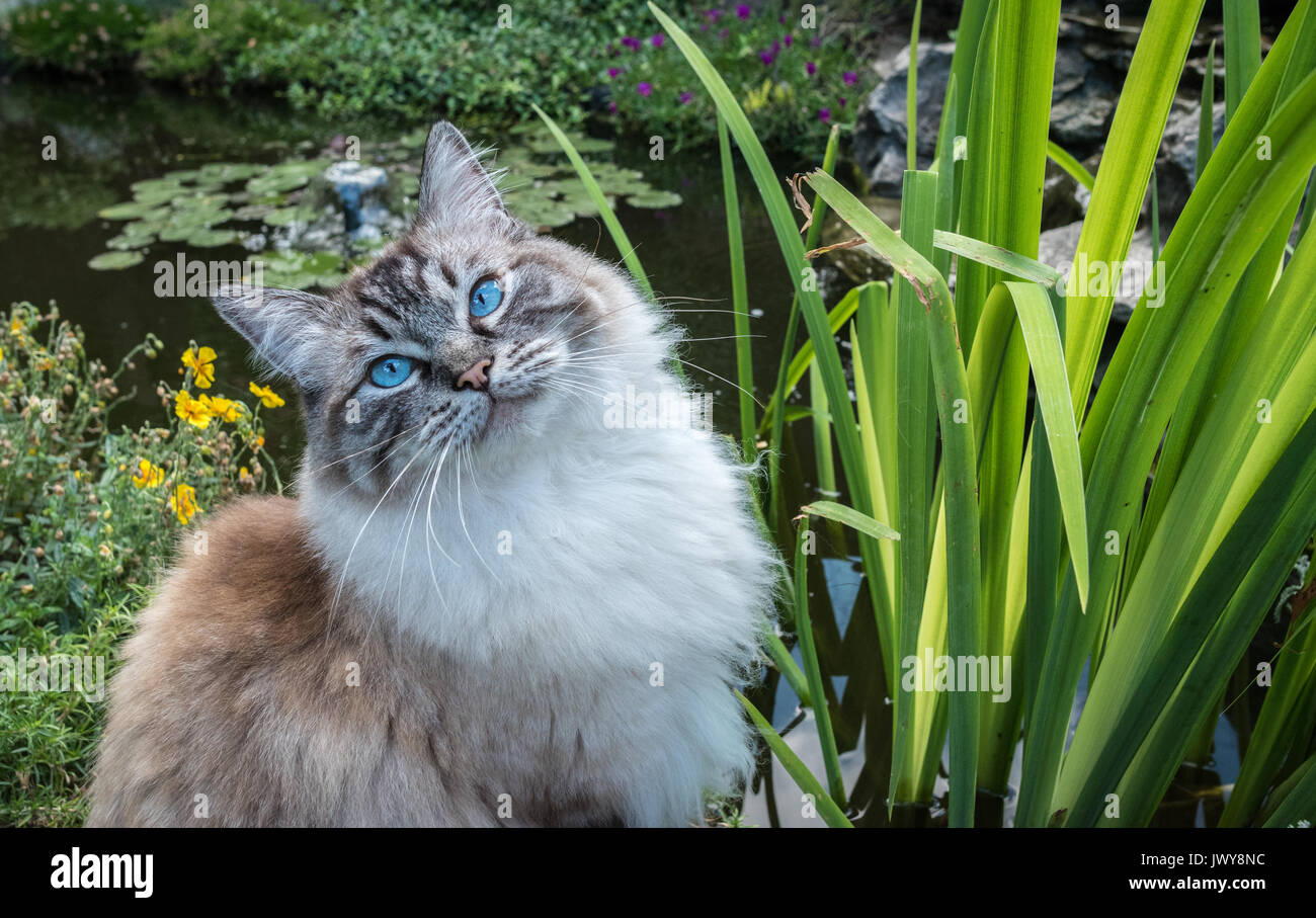 Guarnizione appuntita Lynx gatto Ragdoll seduto accanto ad un laghetto ritratto. Foto Stock