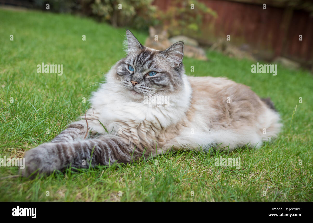 Adulto guarnizione appuntita lynx gatto Ragdoll ritratto all'aperto Foto Stock