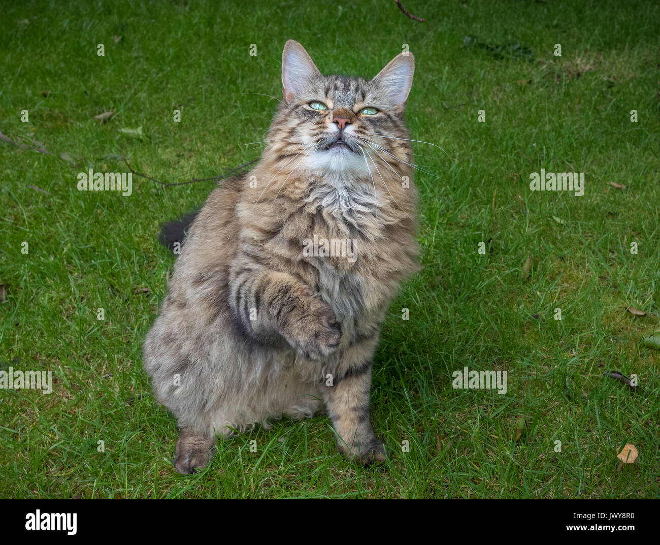 Capelli lunghi Tabby Cat seduto su un prato con una zampa sollevata fino a giocare mentre guardando la telecamera. Foto Stock