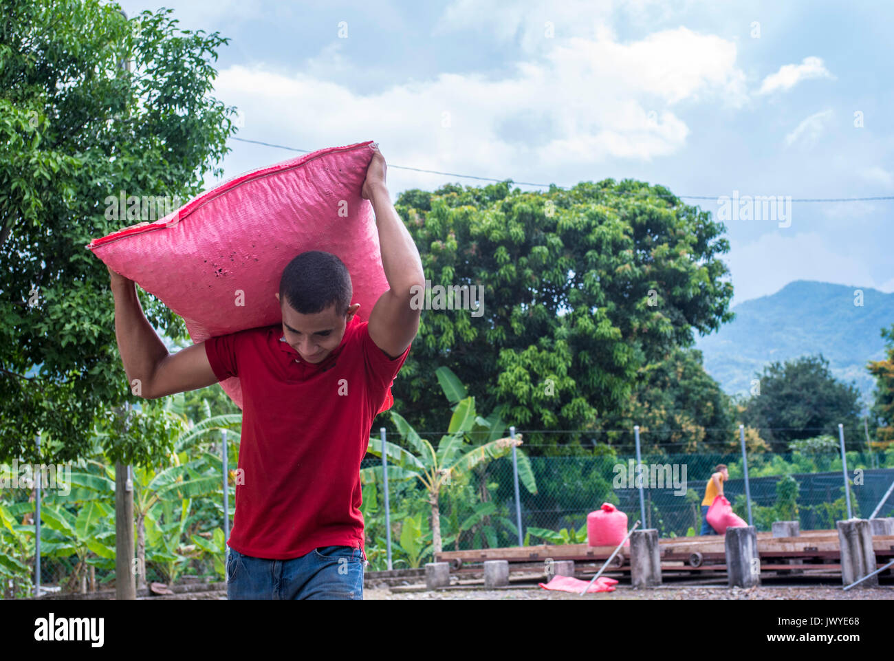 Lavoratore agricolo interessato la sacca di custodia di secche semi di cacao Foto Stock