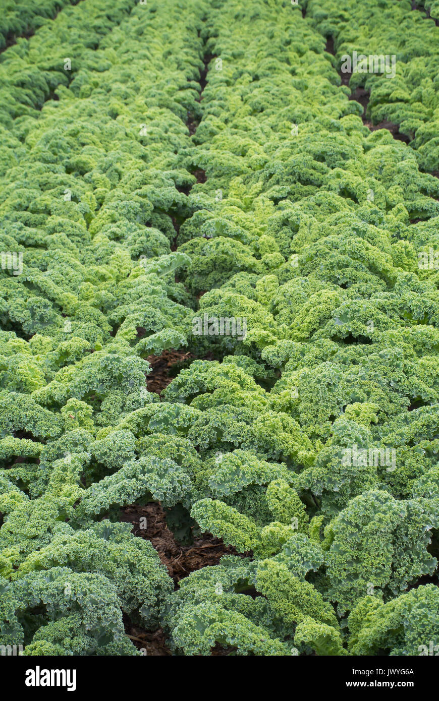 Cavolo verde in crescita in campo Foto Stock