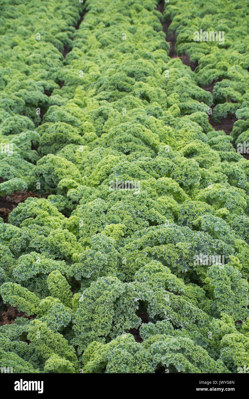 Cavolo verde in crescita in campo Foto Stock