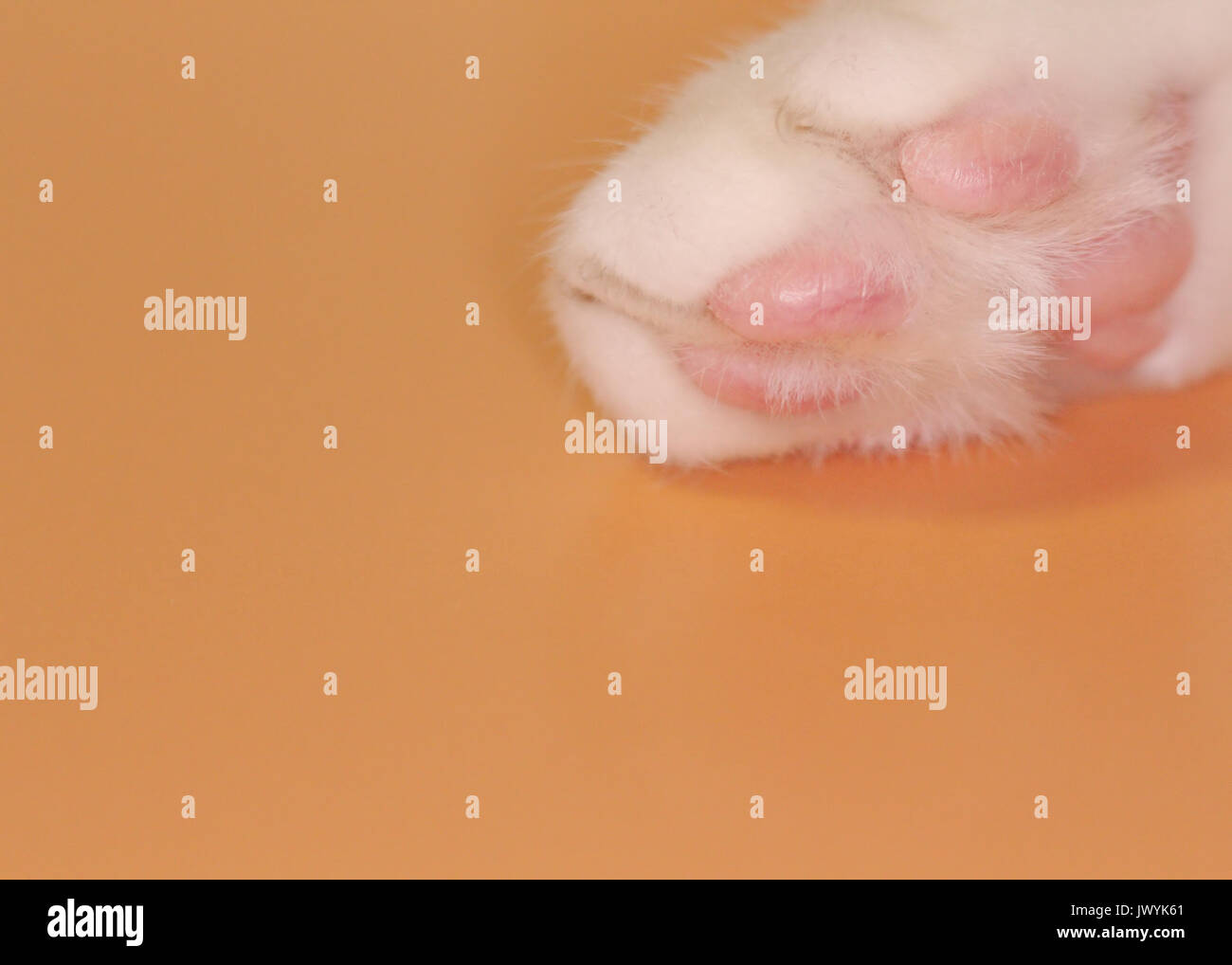La parte inferiore di un bianco gatti paw che mostra le pastiglie rosa mentre giacenti su uno sfondo arancione. Foto Stock