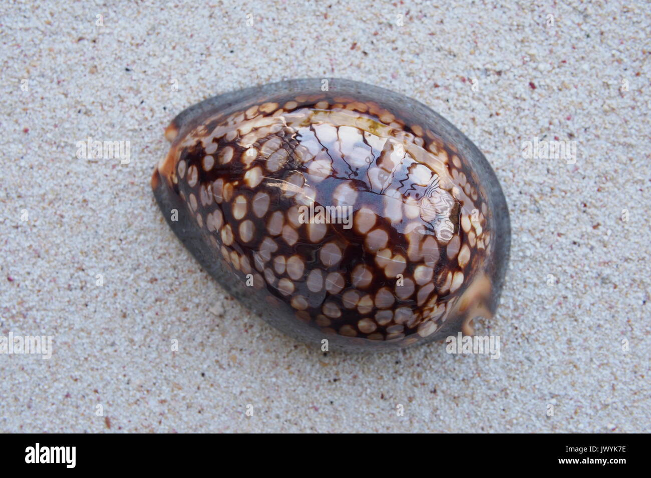 Cowry cioccolato (Mauritia mauritiana), vista dall'alto. Live catturati in Munda, Nuova Georgia, Isole Salomone, 1966-1975. Foto Stock