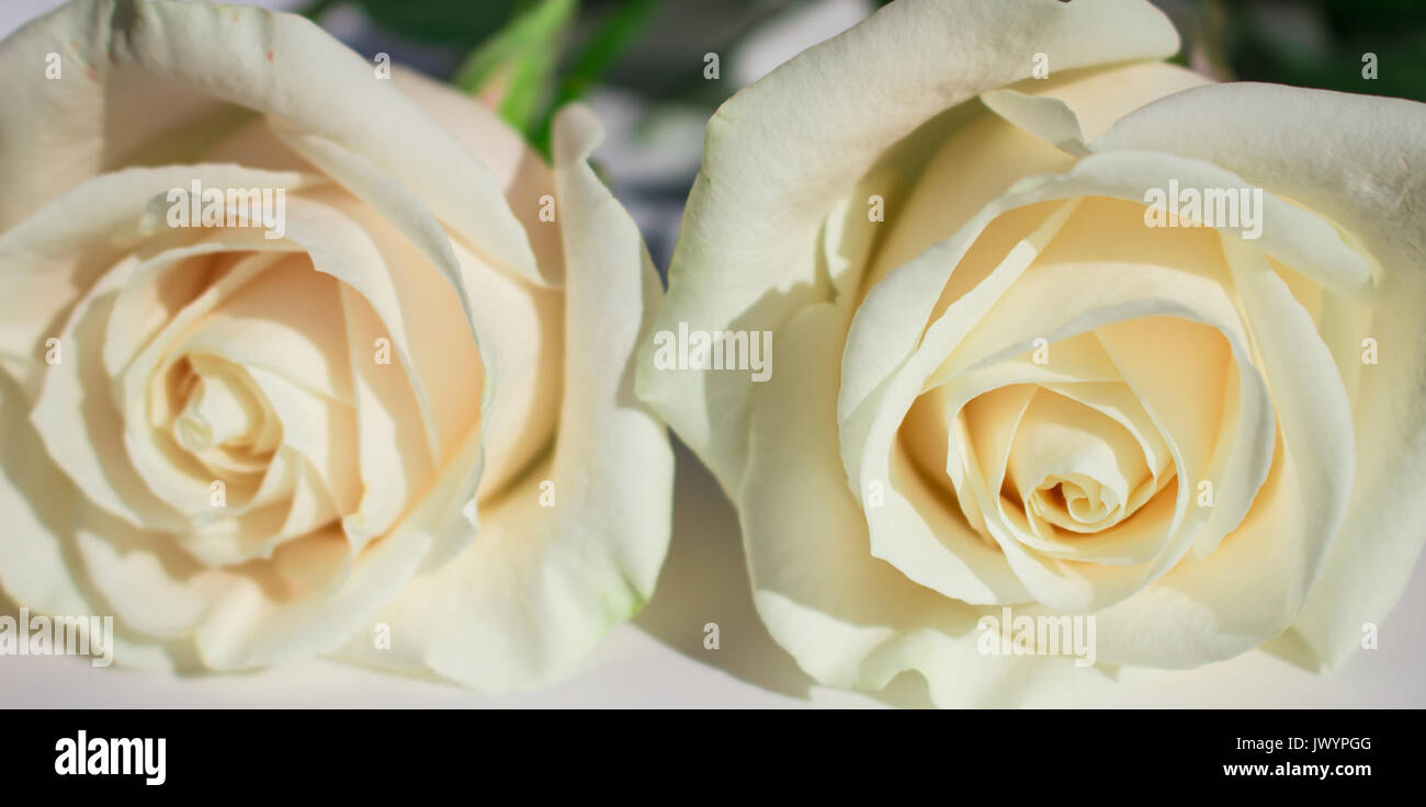 Rose. due rose bianche. elegante fiore bianco. Foto Stock