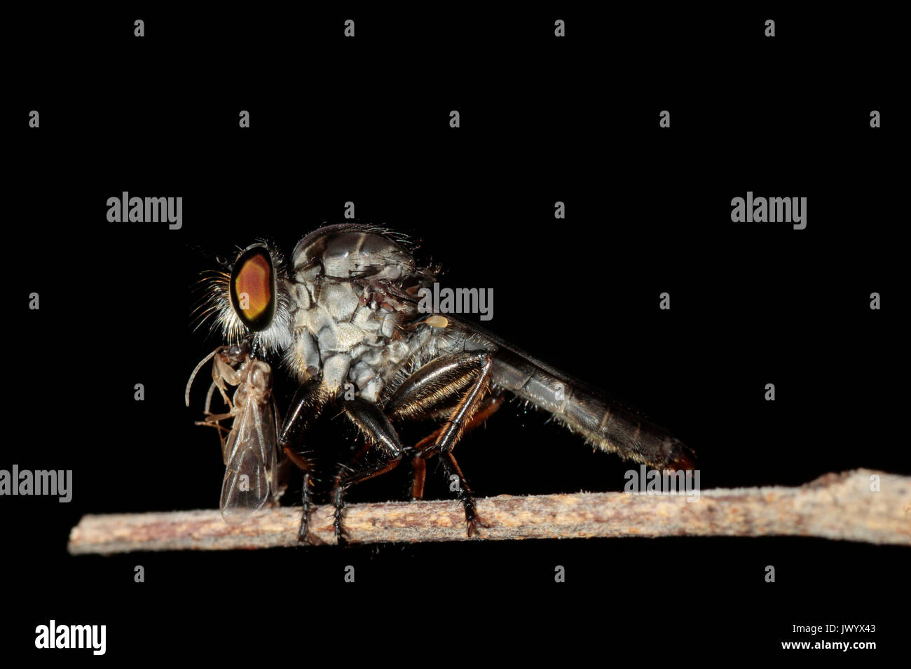 Asilidae Robber volare cattura una formica alata.. Foto Stock