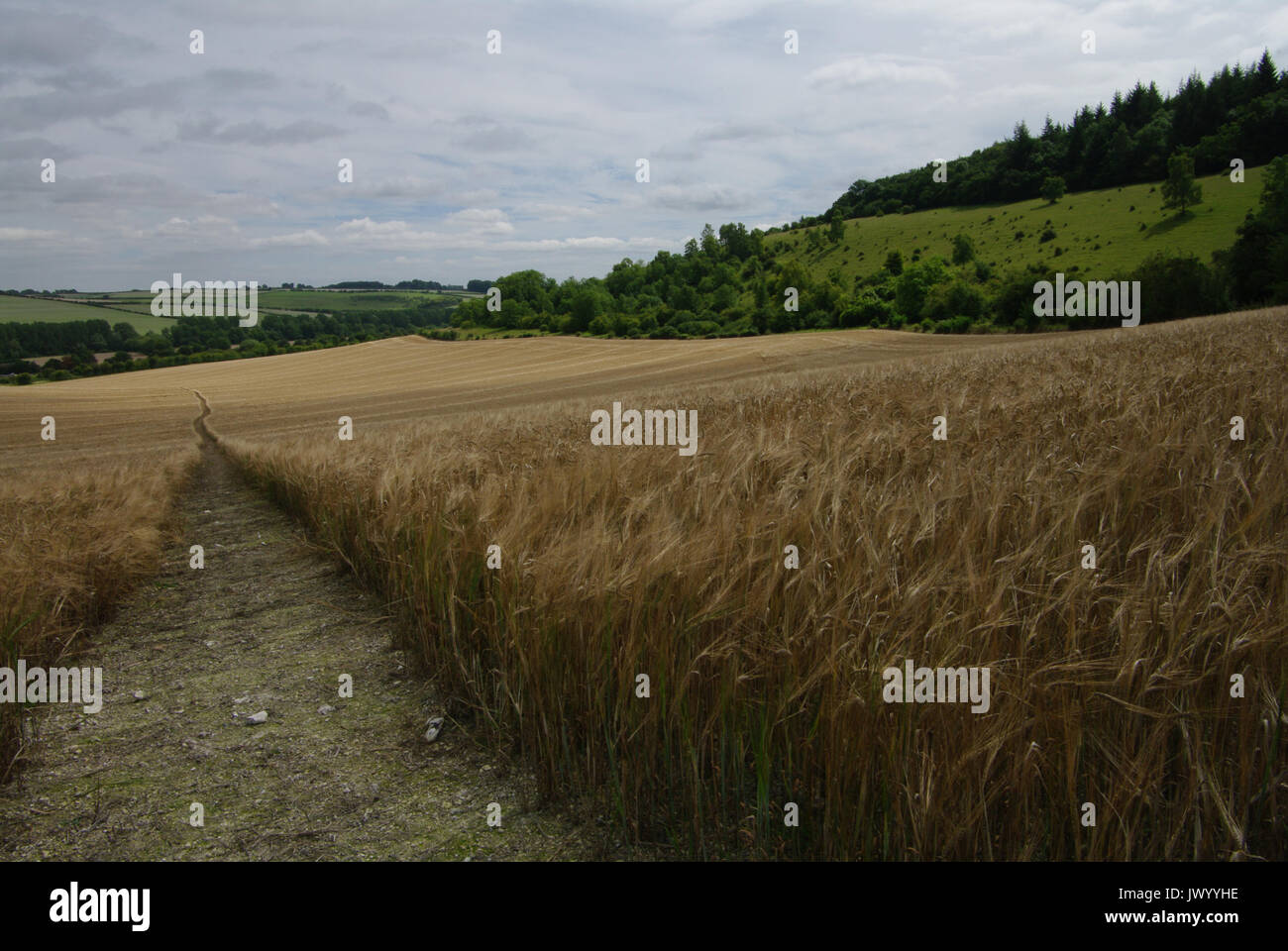 Chiaramente definito il sentiero attraverso un campo di grano in Wylye Valley, Wiltshire, Regno Unito Foto Stock