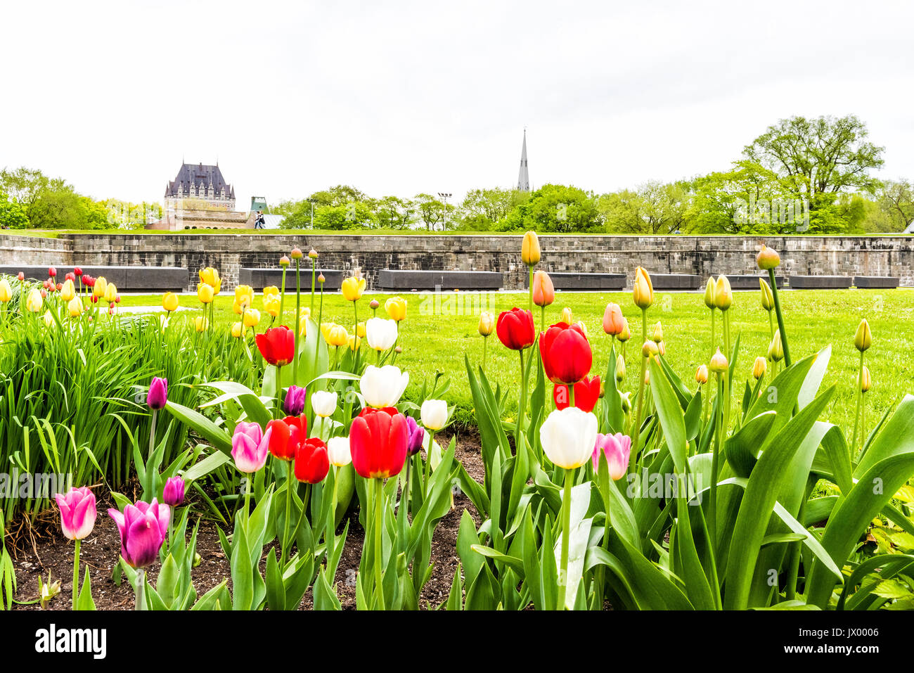 La città di Quebec, Canada - 29 Maggio 2017: verde erba dei campi con colorati fiori di tulipani nel parco con fortificazioni muro di pietra e paesaggio urbano o skyline vie Foto Stock