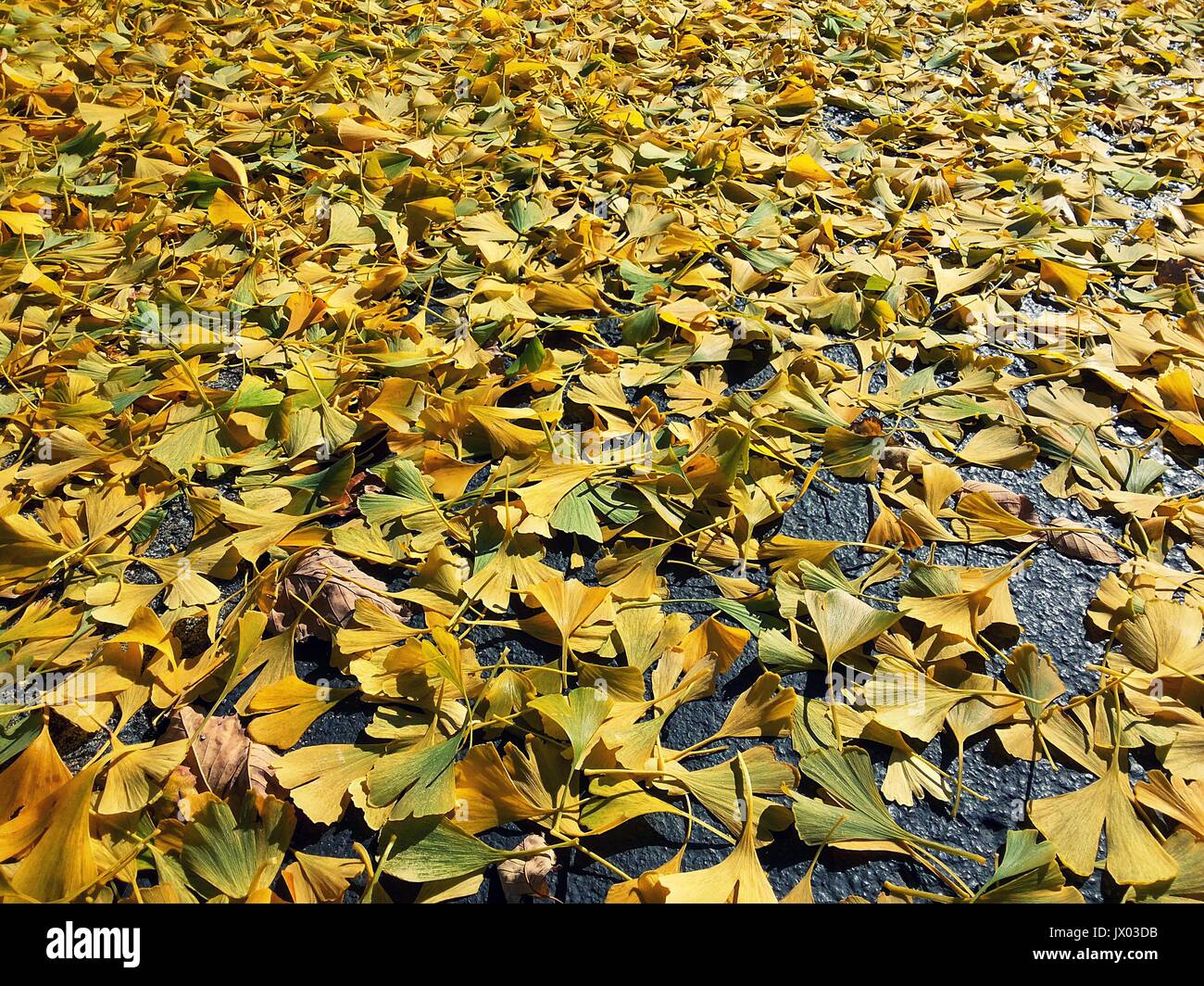 Foglie cadute da un albero in autunno o la caduta stagione in Kentucky dagli Stati Uniti Foto Stock