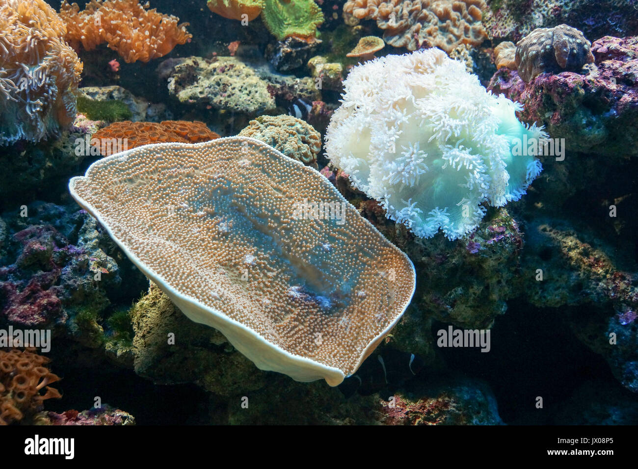 Coral reef con molti diversi tipi di corallo Foto Stock