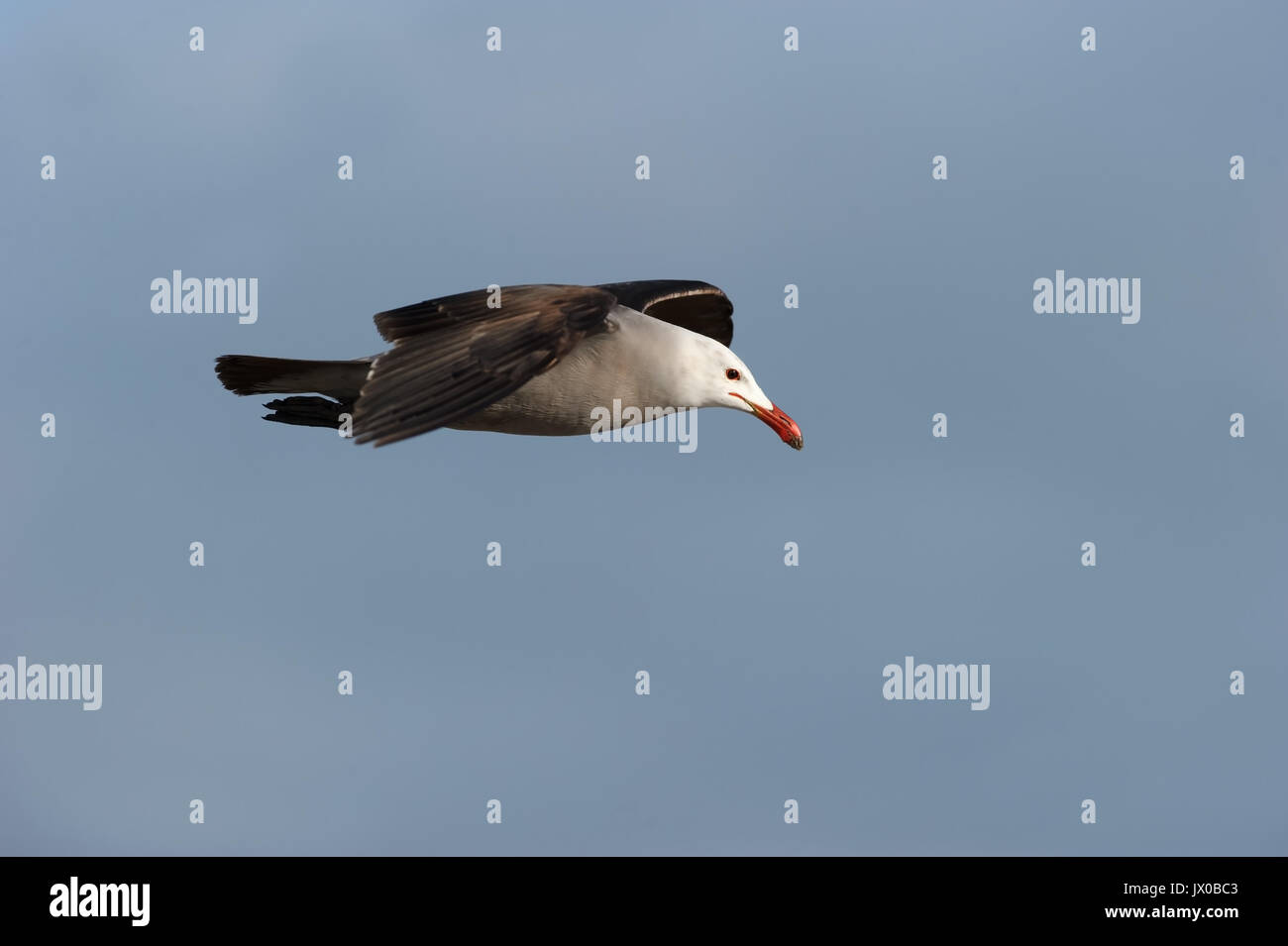 Seagull volare è una buona ricerca Pacific Coast seagull battenti nel blu a metà giornata cielo. Foto Stock