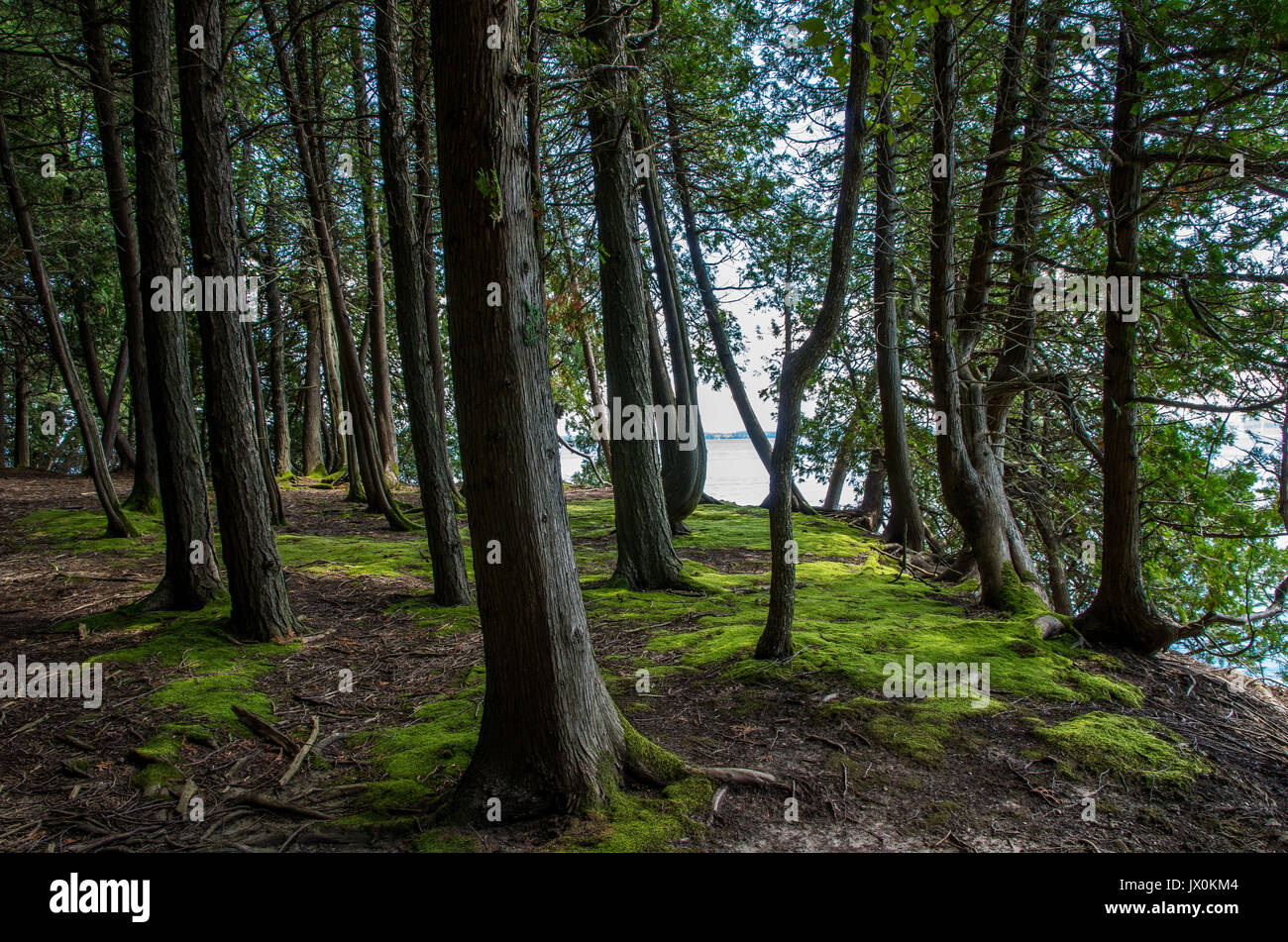 Sentiero attraverso gli alberi su un lago con moss sul terreno Foto Stock