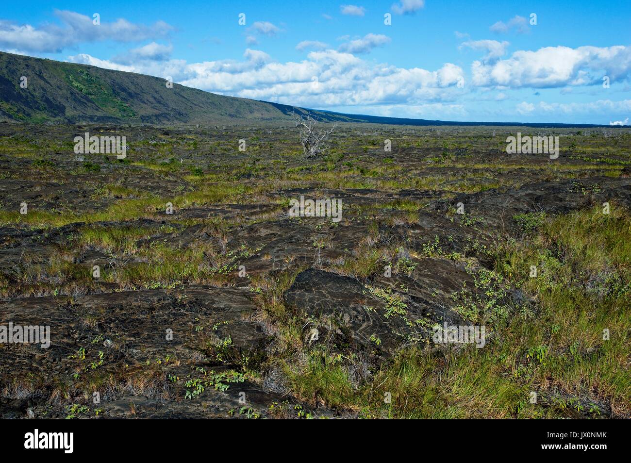 Paesaggio lungo la catena di crateri Road nel Parco nazionale Vulcani delle Hawaii Foto Stock