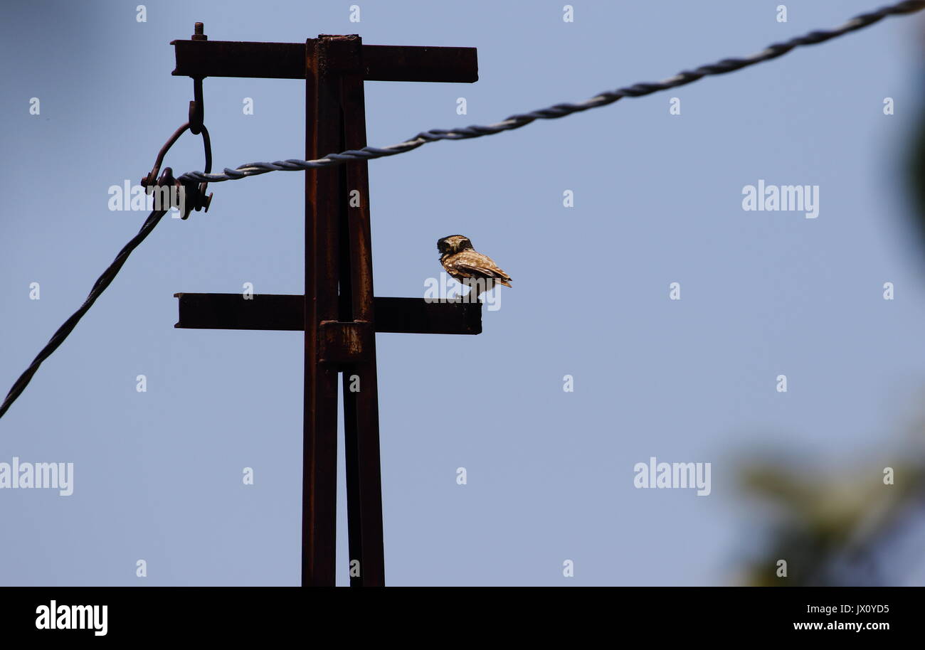 Tre piccoli gufi immagini e fotografie stock ad alta risoluzione - Alamy