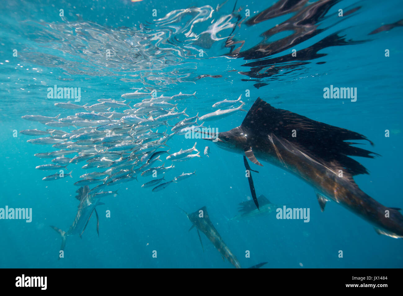 Atlantic sailfish alimentazione sulle sardine al largo di Isla Mujeres, Messico durante i mesi invernali. Foto Stock