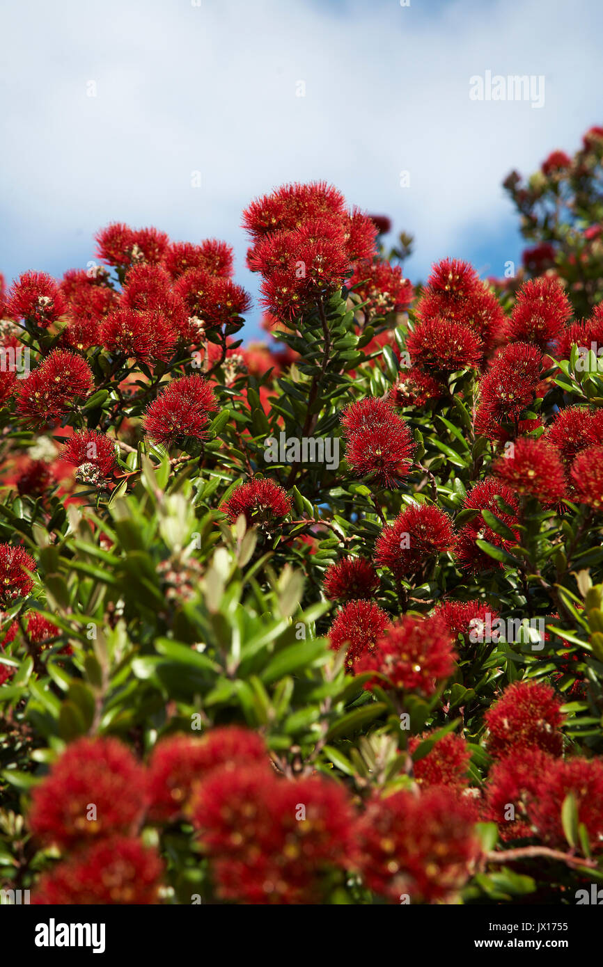 Albero Pohutukawa luminoso rosso dei fiori Foto Stock