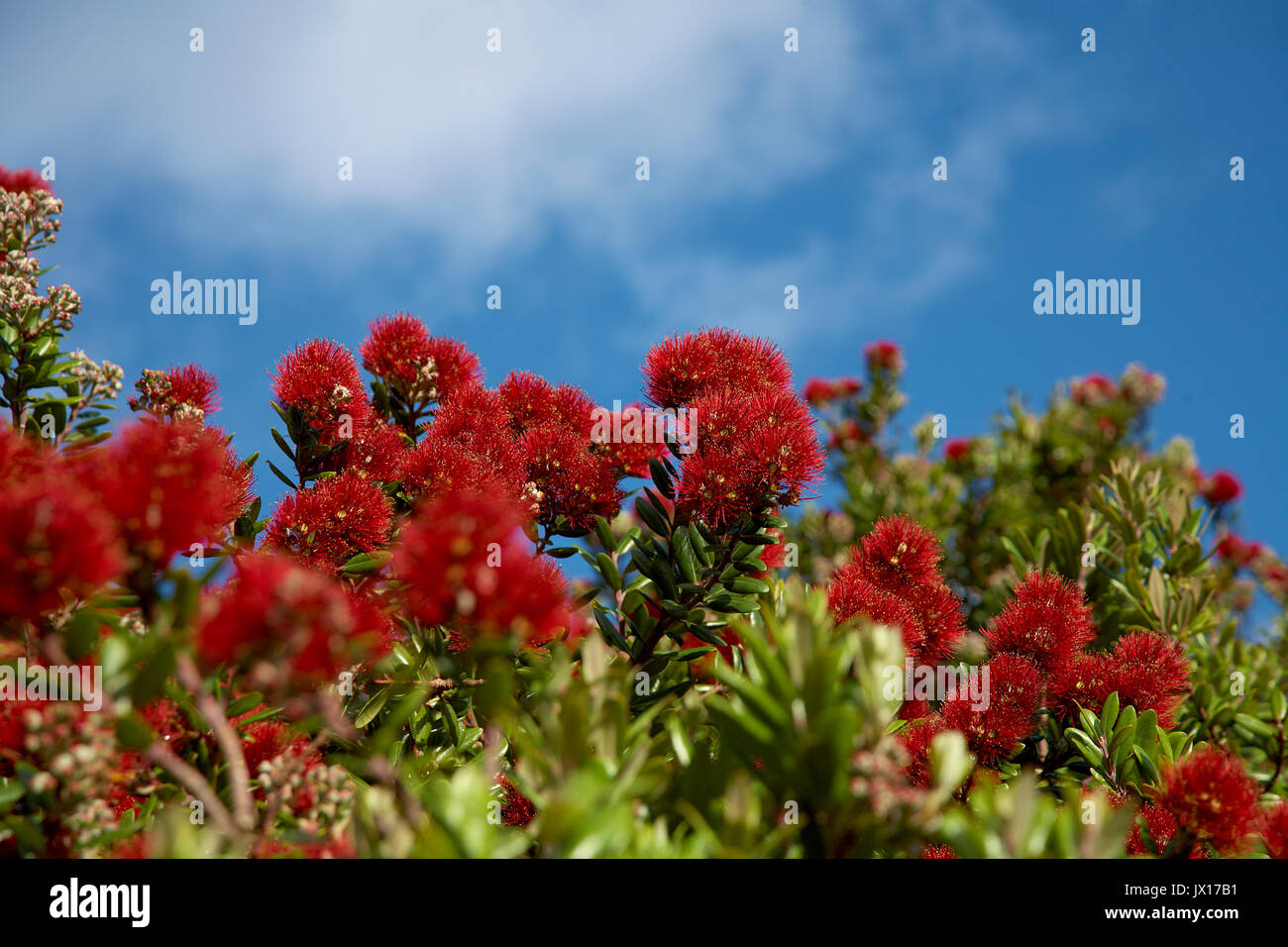 Albero Pohutukawa luminoso rosso dei fiori Foto Stock