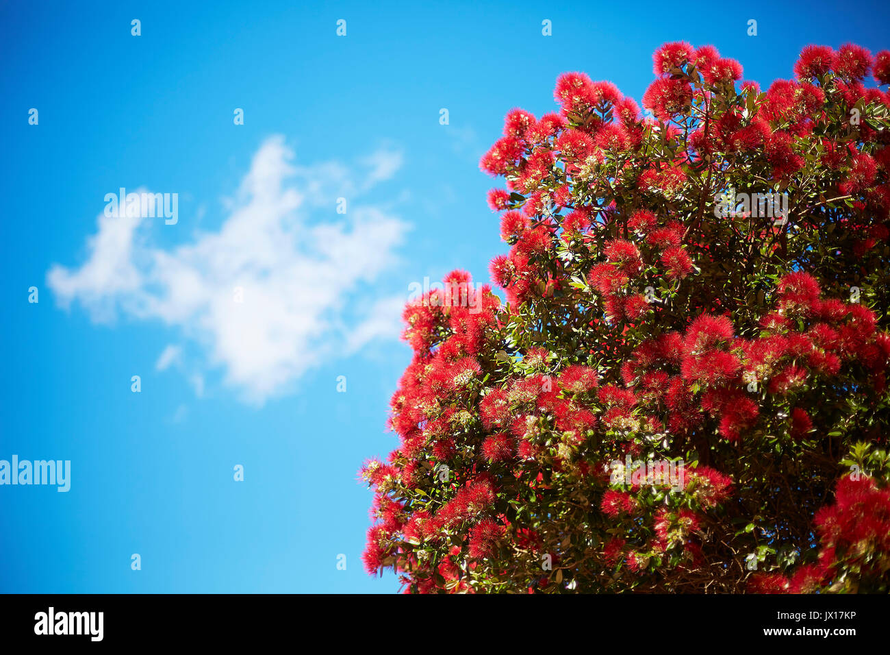 Albero Pohutukawa luminoso rosso dei fiori Foto Stock
