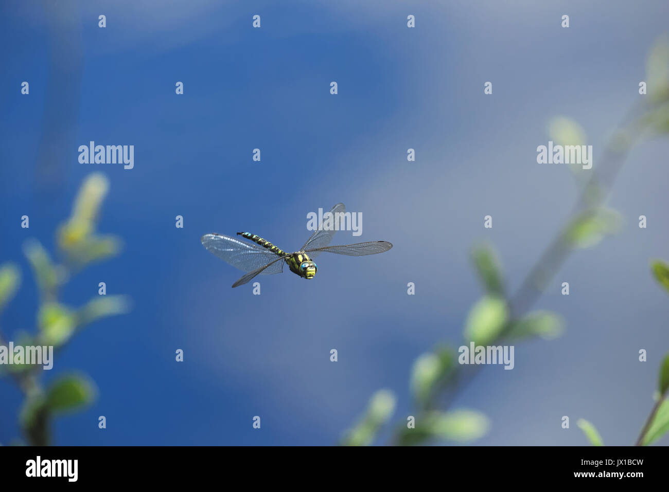 La libellula è volare sopra il laghetto erbosa. Foto Stock