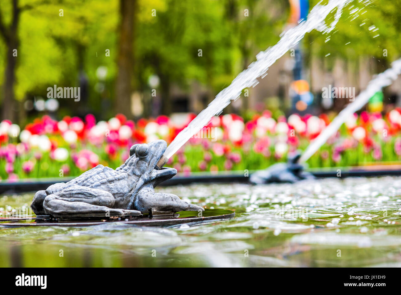 La città di Quebec, Canada - 29 Maggio 2017: Closeup di rospo flottante scultura su lily pad nella fontana di acqua in estate con schiuma su Avenue Honore Mercier Foto Stock