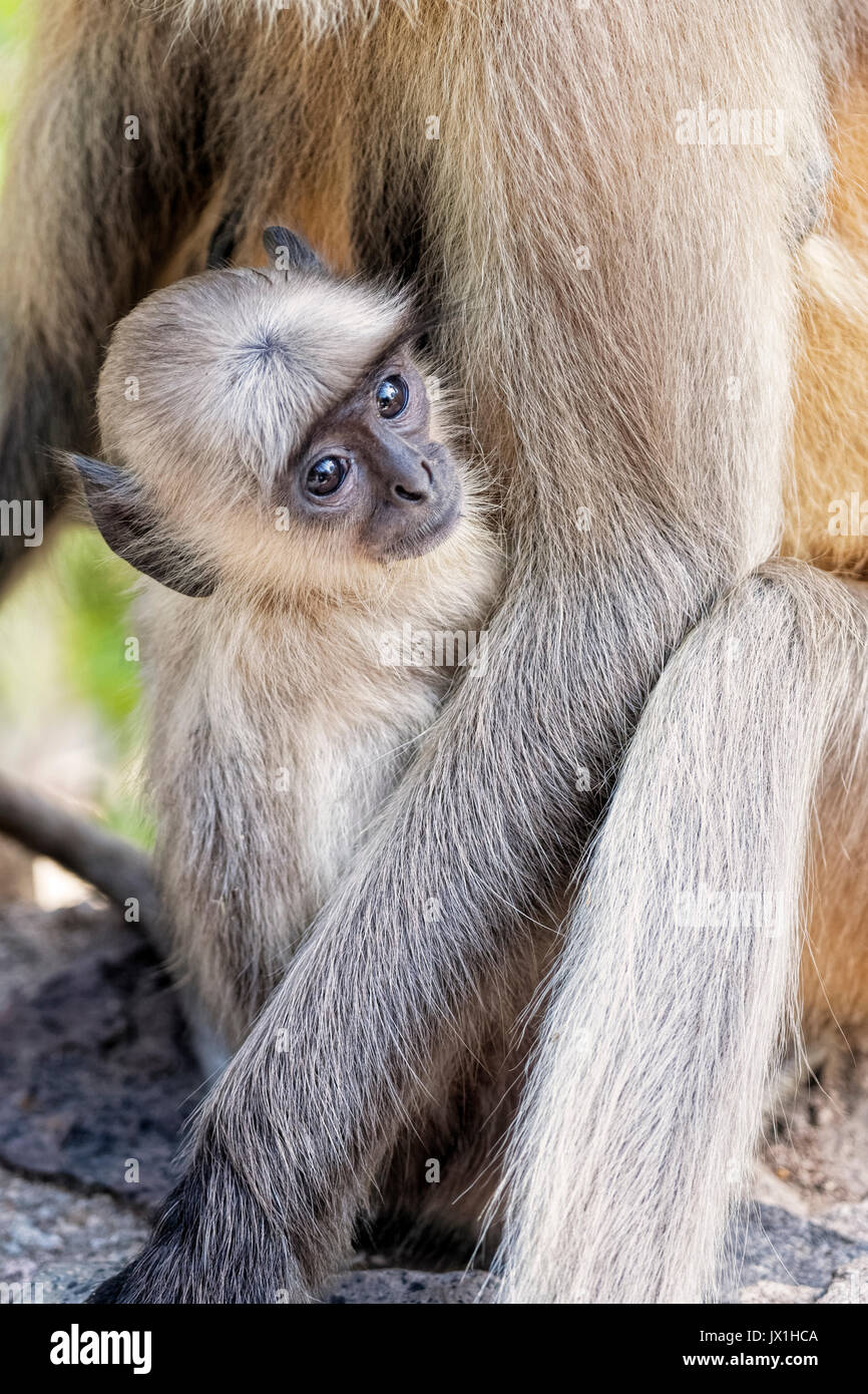 Grigio per neonati scimmia Langur Presbytis entellus con sua madre presso il Parco nazionale di Ranthambore nel Rajastan India. Ed è considerata sacra in Hinduis Foto Stock