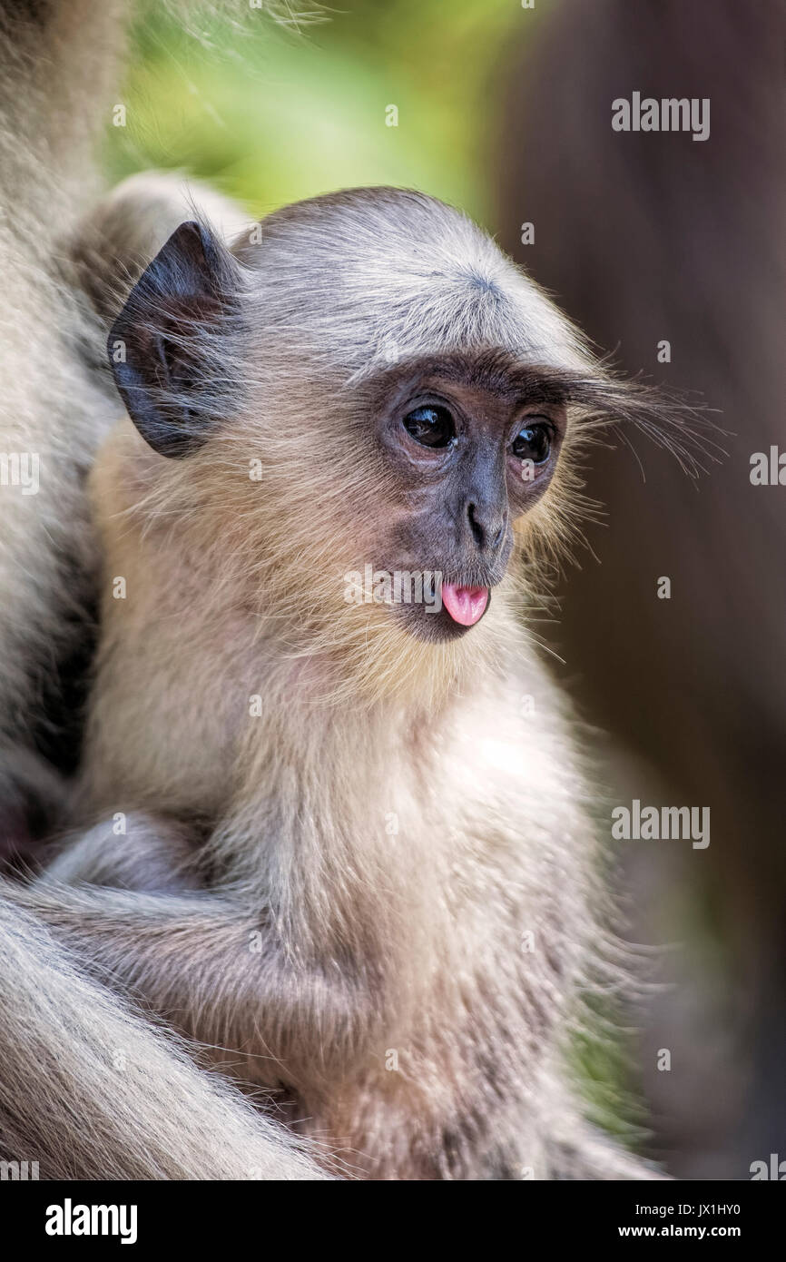 Un adorabile neonato grigio scimmia Langur Presbytis entellus con sua madre presso il Parco nazionale di Ranthambore nel Rajastan India. E viene considerata come il sacre Foto Stock