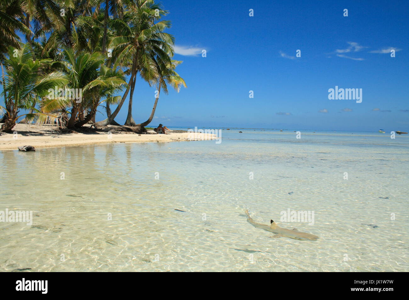 Requin à pointes noires nageant devant onu îlot de l'atollo de Rangiroa - - - - Foto Stock