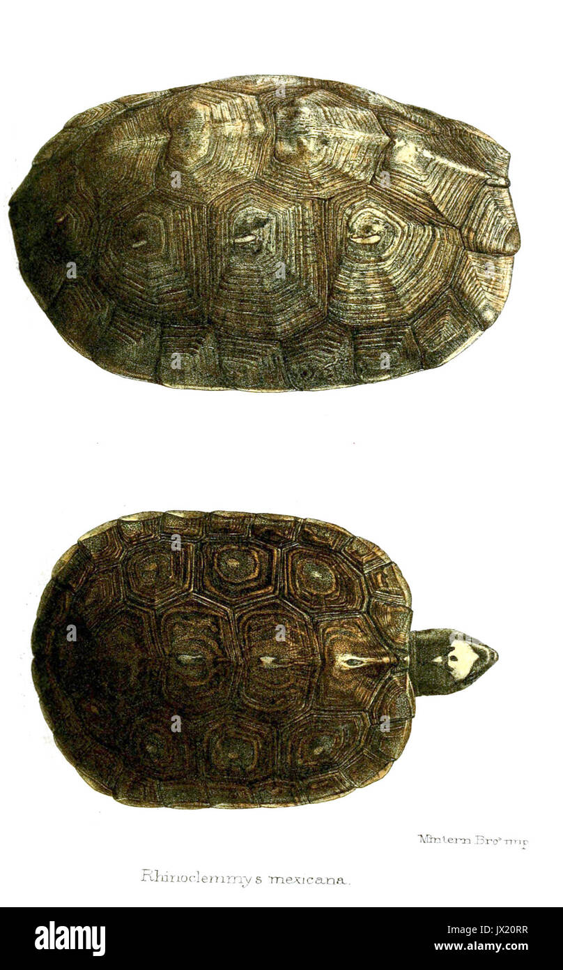 RhinoclemmysMexicanaFord Foto Stock