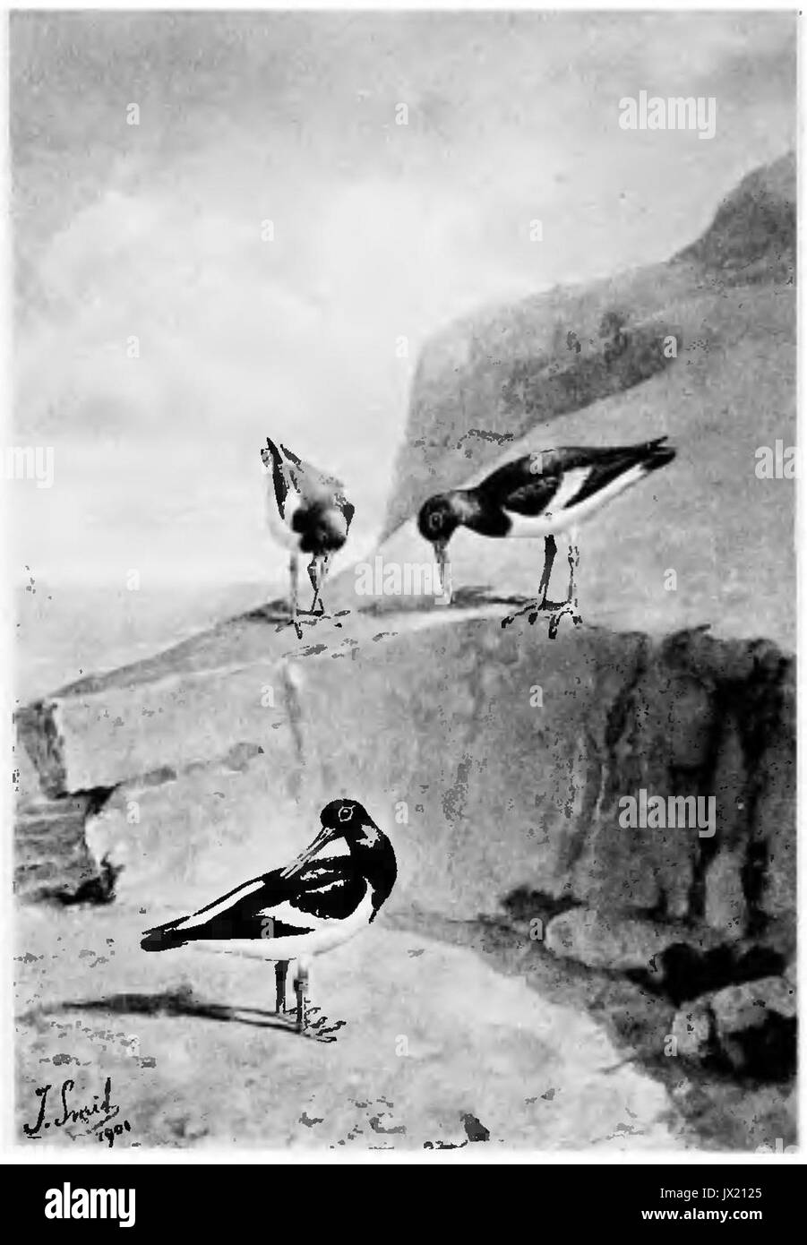 SmitOystercatchers Foto Stock