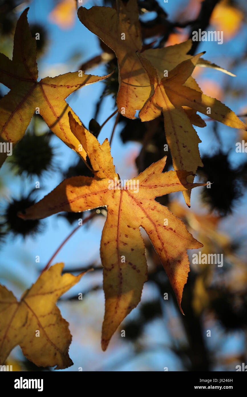 Back lit Sycamore lascia girare la luce giallo beige in autunno, una foglia centrale domina foto, tutti contro il cielo blu, a forma di sfera cluster di sementi. Foto Stock