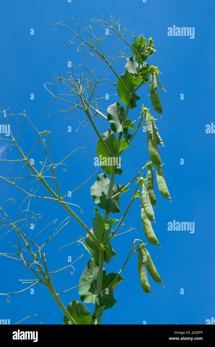 Piselli piante su uno sfondo con cielo. Foto Stock