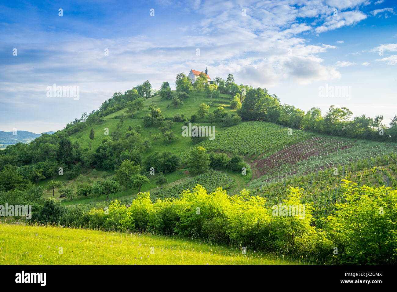 Soleggiata giornata estiva con vigneti e la Cappella Wurmlinger Foto Stock