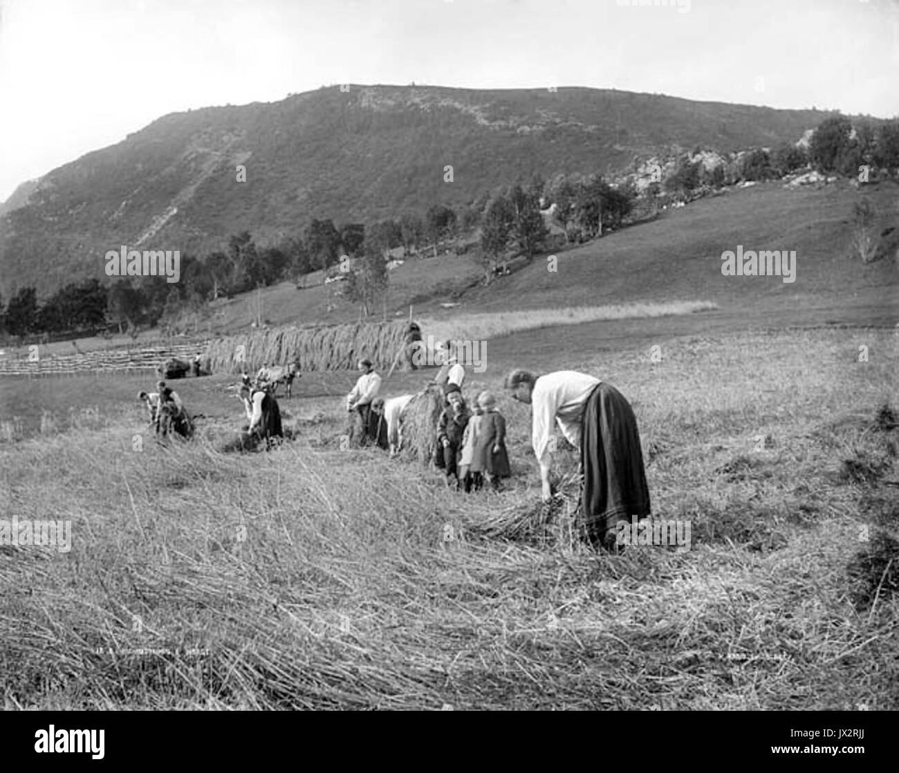 KundKnudsenHarvesting di grano Foto Stock